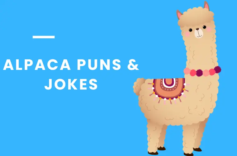 alpaca puns