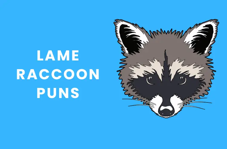 Lame Raccoon puns