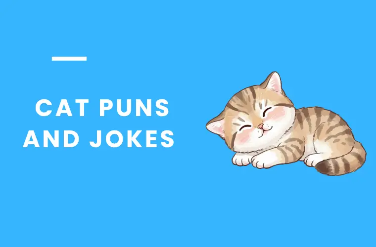 _Cat Puns and jokes